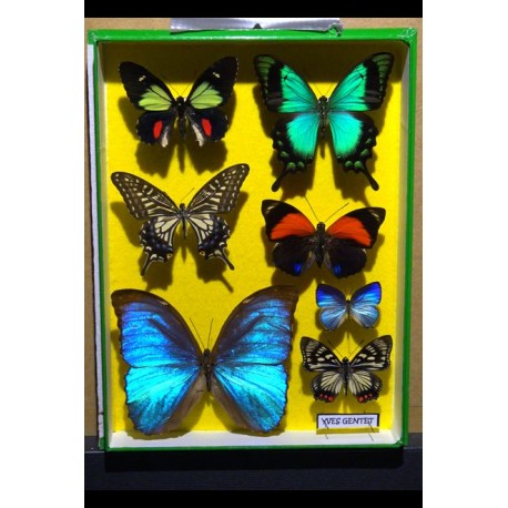 CHIMERA™ stock images Butterflies